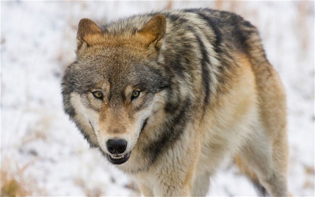 Wolf Facts! - Wolf Home And Facts